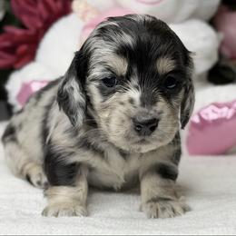 Gasielle black and cream dapple (No breeding homes) - Dapple female Dachshund puppy in Fayetteville, North Carolina from RRD