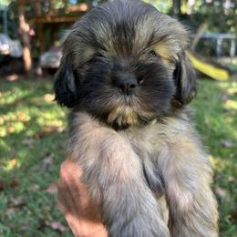 Cheyenne - Grizzle female Lhasa Apso puppy in Albany, Georgia from Clark's Lhasas