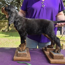 Boy 1 - Black and tan male Gordon Setter puppy in Milton, Florida from Katherine's Golden Retrievers, Gordon Setters, and English Setters