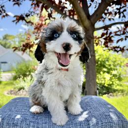 Australian Mountain Doodle, Bernedoodle, Cavapoo, and Goldendoodle Puppies from Angel Pups Deluxe