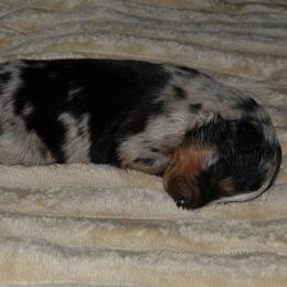 Girl 1 - female Australian Shepherd puppy in Marshall, Texas from Flying S Aussies