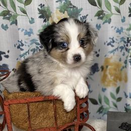 Miniature Australian Shepherd and Toy Australian Shepherd Puppies from Small World Aussies