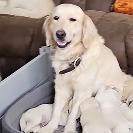 Stefania - Golden Retriever
