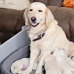Stefania - Golden Retriever