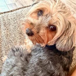 Luna - Yorkshire Terrier