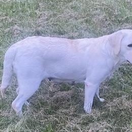 Labrador Retriever Puppies from Triple Threat Labradors