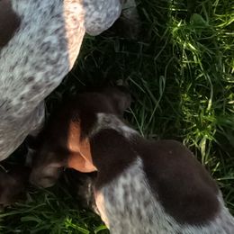 Dug (D10) - Liver and white male German Shorthaired Pointer puppy in Mechanicsville, Iowa from Apple River Working Dogs