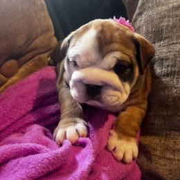 Bulldog Puppies from K&D Bulldogs