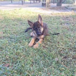 Julie vom LegendLand - Black and red female German Shepherd puppy in Hillsborough County, Florida from Vom Legend Land