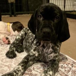 Girl 2 - female German Shorthaired Pointer puppy in Richmond, Texas from Southern Star GSP/Stern des Südens