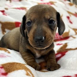 Lola - Sable female Dachshund puppy in Conroe, Texas from Harper’s Waggin Winnie’s