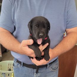 Labrador Retriever Puppies from PSJ Puppies, Holistic Pet Foods