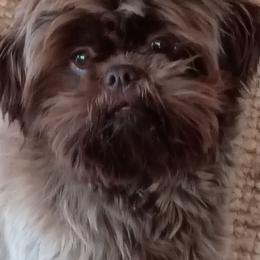 Coco - Shih Tzu