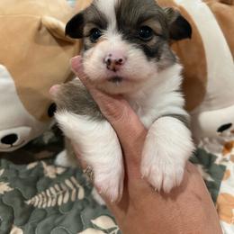Green collar girl - Red female Pembroke Welsh Corgi puppy in Flat Rock, Alabama from Fluffy Butt Acres