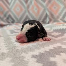 Chiron - Tri-color male Border Collie puppy in Grapeview, Washington from Athena’s Collies