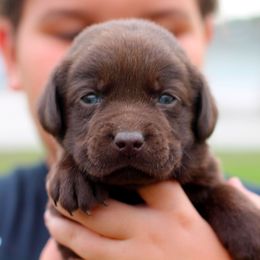 Labrador Retriever Puppies from Palm Beach Labradors