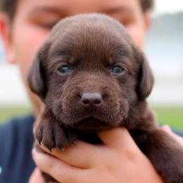 Labrador Retriever Puppies from Palm Beach Labradors