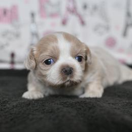 Opal - Gold and white female Shih Tzu puppy in Montrose, Colorado from Nana's Happy Pups