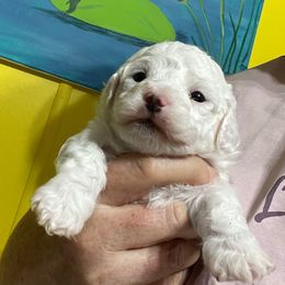 Tia - White female Bichon Frise puppy in Cave City, Kentucky from Loretta's Pups