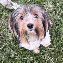 Bon - Biewer Terrier