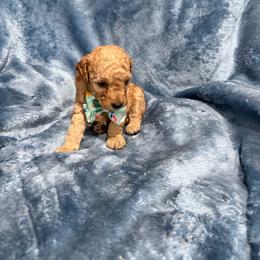 Cash - Apricot male Poodle puppy in Tennessee Colony, Texas from Poodle an Doodles 3:16