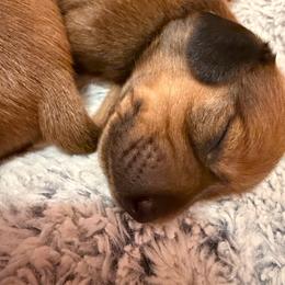 Sydnie - Sable female Dachshund puppy in Madisonville, Texas from Little B’s Dachshund Farm
