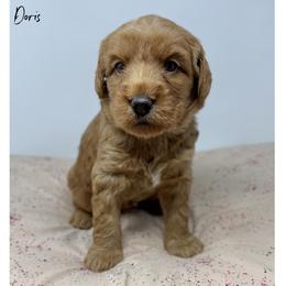 Doris - Caramel female Australian Labradoodle puppy in Sacramento, California from Little Farmstead Labradoodles
