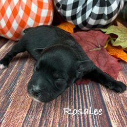 Rosalee - Black female Miniature Schnauzer puppy in Sylvania, Georgia from Southern Sky Miniature Schnauzers