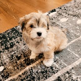 Havanese Puppies from Sweet Southern Havanese