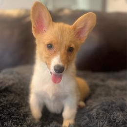 WM F4 - Red female Pembroke Welsh Corgi puppy in Stockton, Iowa from Infinity Corgis