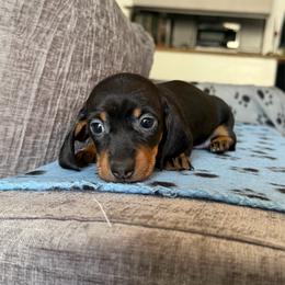 Juniper - Black and tan female Dachshund puppy in Los Angeles, California from Dachshunds of the Desert
