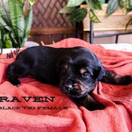 Raven - Black tri female Miniature Australian Shepherd puppy in Apache Junction, Arizona from Circle T Mini Aussies