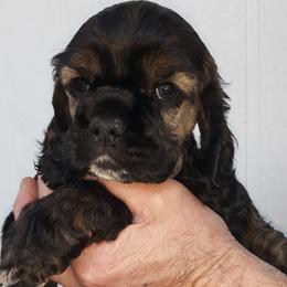 Cocker Spaniel Puppies from Doc's Cockers