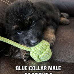 German Shepherd Puppies from Brooks High Quality Breeders