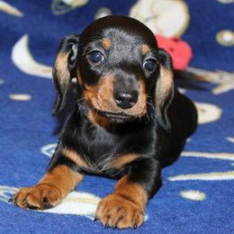 Dachshunds from Garlin Miniature Dachshunds