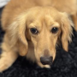 Slink - Dachshund