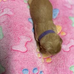 Purple Collar - Golden female Golden Retriever puppy in Monroe, Tennessee from Golden Girls Furever Friends