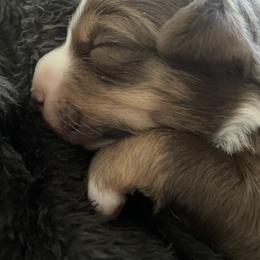 Dolly - Red tri-color female Miniature American Shepherd puppy in Colorado Springs, Colorado from Valkyrie Adventures