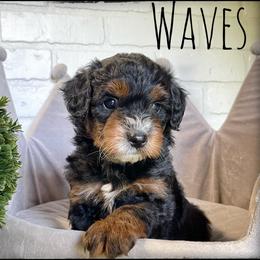 Aussiedoodle and Australian Shepherd Puppies from Faith, Feathers & FurBabies