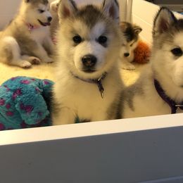 Alaskan Malamute Puppies from Sigma Alaskan Malamutes