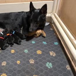 Blue collar boy - Bi-color male German Shepherd puppy in Centralia, Illinois from Janices AKC German Sheperds LLC