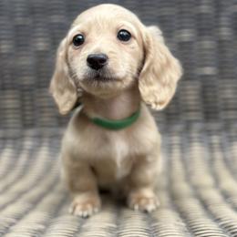 Dachshund Puppies from Winnie’s Doxies