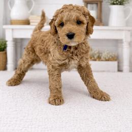 Greg Brady - Apricot male Goldendoodle puppy in O'fallon, Missouri from Rockin R Doodles