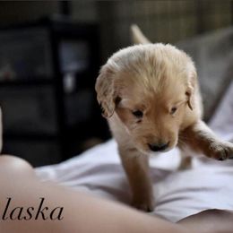 Bernedoodle and Golden Retriever Puppies from Golden Light Puppies