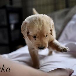 Bernedoodle and Golden Retriever Puppies from Golden Light Puppies