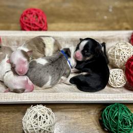 Aussiedoodle puppies from Sandy Creek Kennels