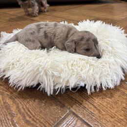 Dachshund Puppies from Finleys Babies