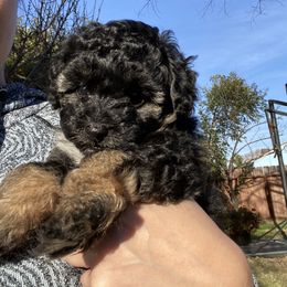 Aussiedoodle Puppies from Bay Area Aussiedoodles