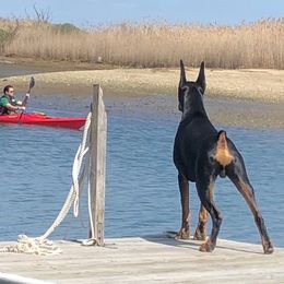 Doberman Pinscher Puppies from Ocean’s Breeze Doberman Pinschers