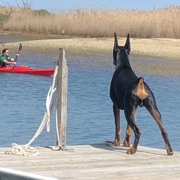 Doberman Pinscher Puppies from Ocean’s Breeze Doberman Pinschers